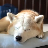 一年ぶりでございます