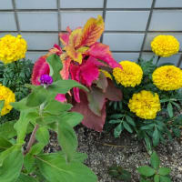 瀬戸内寂聴「和願施（わがんせ）」
