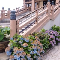 大仏と紫陽花