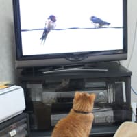 バードウォッチング
