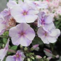 従妹に野菜貰う