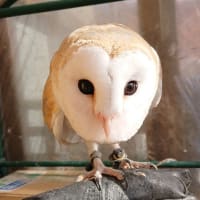 人生最後のフクロウ