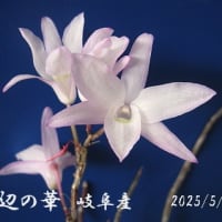 　石斛　せっこく　セッコク　菊　令和７年5月２５日