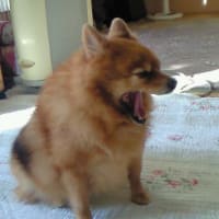 あけましておめでとうなのねぇ