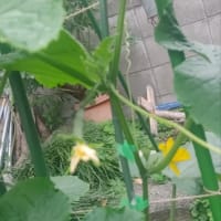 予約が取れたのでお好み焼き