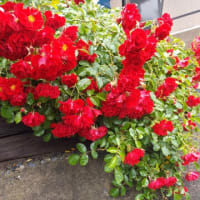 ミニバラの花柄をカット