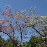京都府立植物園　初夏の花々