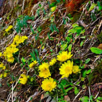 早春の花は黄色に染まる？