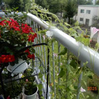 ベランダは夏の花ざかり