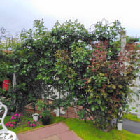 バラCaffeのつるバラ、間もなく開花か