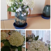 アジサイがとってもきれいです