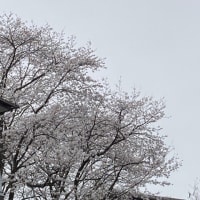 花満開【桜🌸】