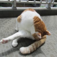 昨日のブレイド