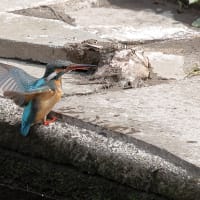 カワセミ！（10）