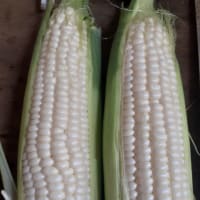 白とうもろこし収穫