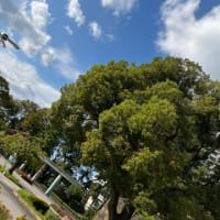 入園無料
