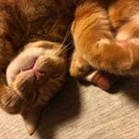いつのまにか…