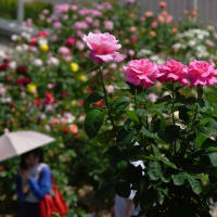 薔薇・広島市植物公園　240518