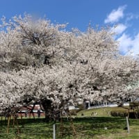 最後の桜は箱根で ( The last cherry blossoms in Hakone )