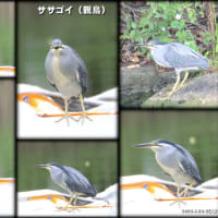 ササゴイに会いに行ったら思わぬ出会いが…