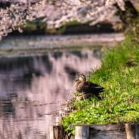弘前城の桜　最終章