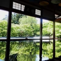 新緑の床もみじ