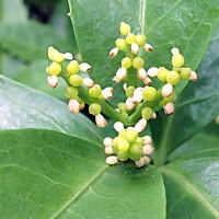 千両の花