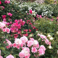 春から夏へ