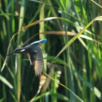 「近くの大池」