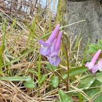 オロンコ岩花便り’25その１