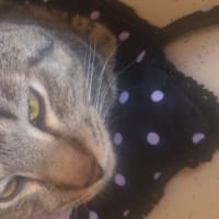 記事のタイトルを入力してください（必須）