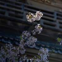 サクラの記憶【光明寺】青空に映える材木座の春