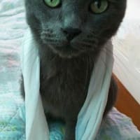 リュウ脱走