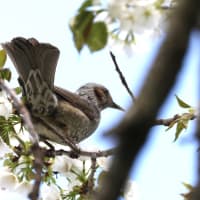 大島桜にメジロとヒヨドリ