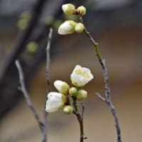 薬師寺で、梅が咲き始めました！（2022 Topic）