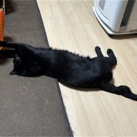 飛べ　めけｗ