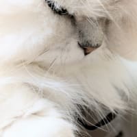 今日の3にゃん 12 