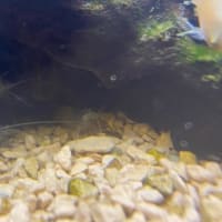 熱帯魚と雑談