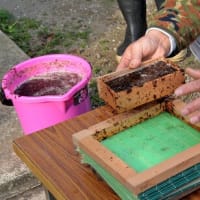 江戸前海苔づくり体験記①-木更津市