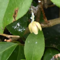 野の花　カラスウリ