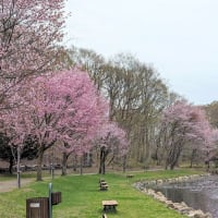 桜満開の鹿公園も良いものです！