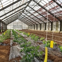 プチトマトの苗の植え付け