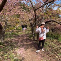 周防大島の河津桜