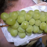 オカヤドカリは共食いをするのか 少し訂正します 追記です へそ曲がりおじさんのひとり言 オカヤドカリは共食いをするのか 少し訂正します 追記です へそ曲がりおじさんのひとり言