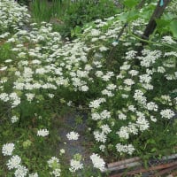 ba-baの花畑の花
