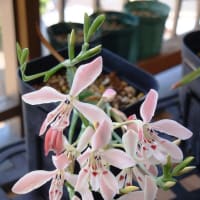 今期最終投稿かな？