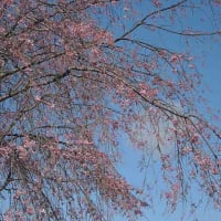 枝垂れ桜は優雅だね