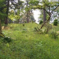蒼紫の森はすっかり、深緑に