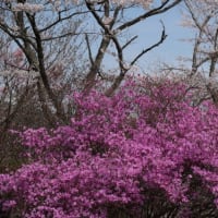 岡山の桜、三休公園、津山城址