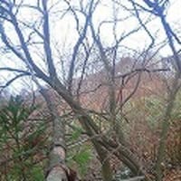 木登り
